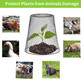 Tcevily mesh plant protector guarding seedlings against animals.