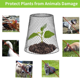 Tcevily cage protects lettuce, beans, and herbs from garden pests