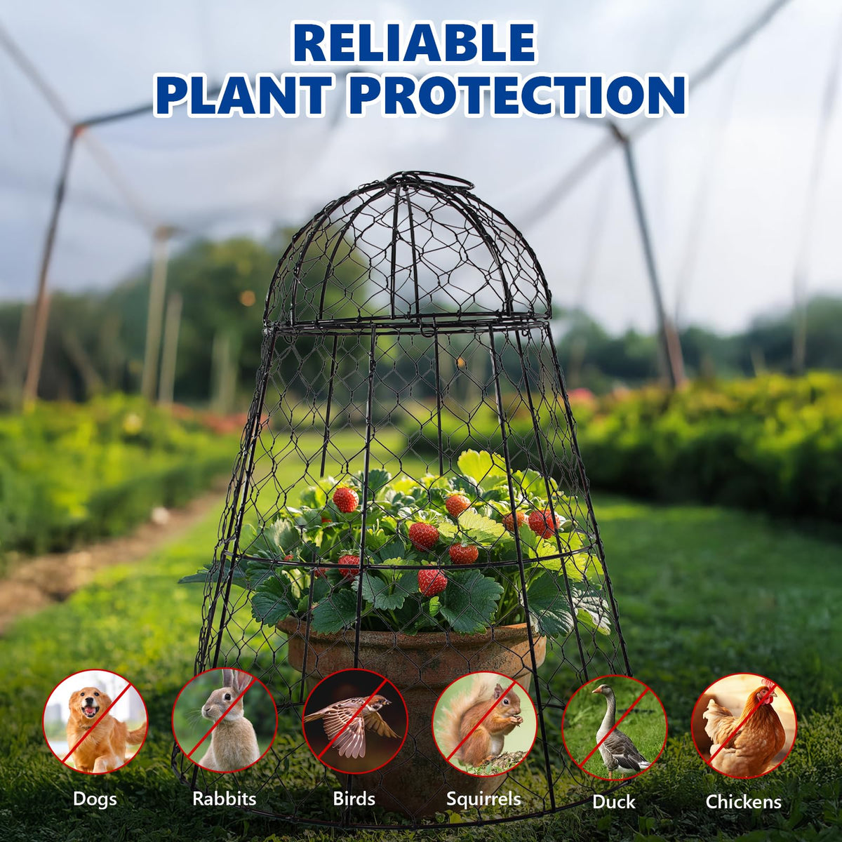 Inside view shows spacious interior of a Tcomhk cloche for plants