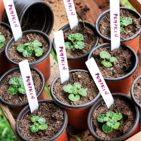 TDHDIKE compact 4-inch pots fit small-space setups and urban gardens.