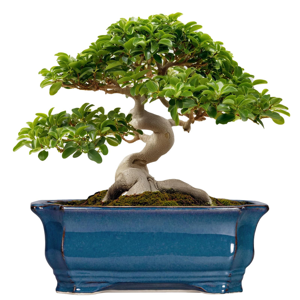Teagas Bonsai Pot with blue glaze, rectangular shape for stylish indoor display.