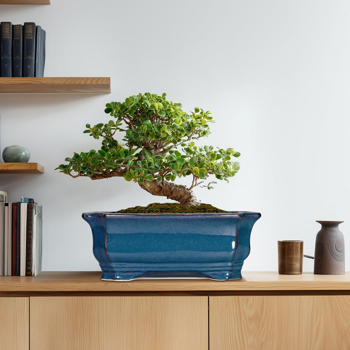 Teagas Bonsai Pot suitable for indoor and outdoor use.