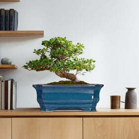 Teagas Bonsai Pot suitable for indoor and outdoor use.