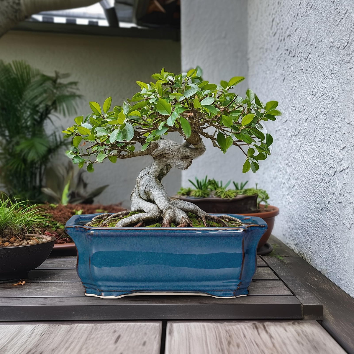 Teagas Bonsai Pot on a sunny windowsill ready for plants.