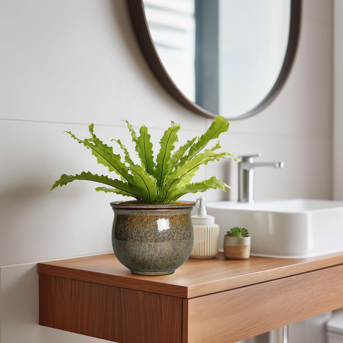 Teagas decorative interior plant display for bedrooms, bathrooms, and living rooms.