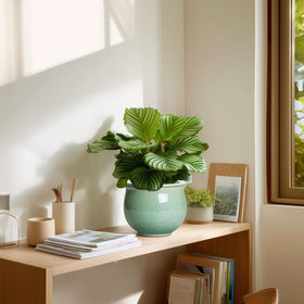 Teagas home decor pot fits desks and shelves with subtle greenery.