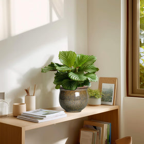 Teagas ready-to-use ceramic planter arrives with simple setup tips.