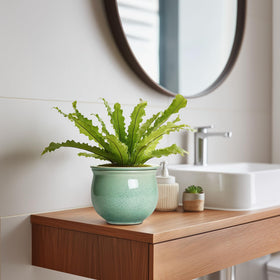 Teagas self-watering pot for multiple plants supports compact plant collections.