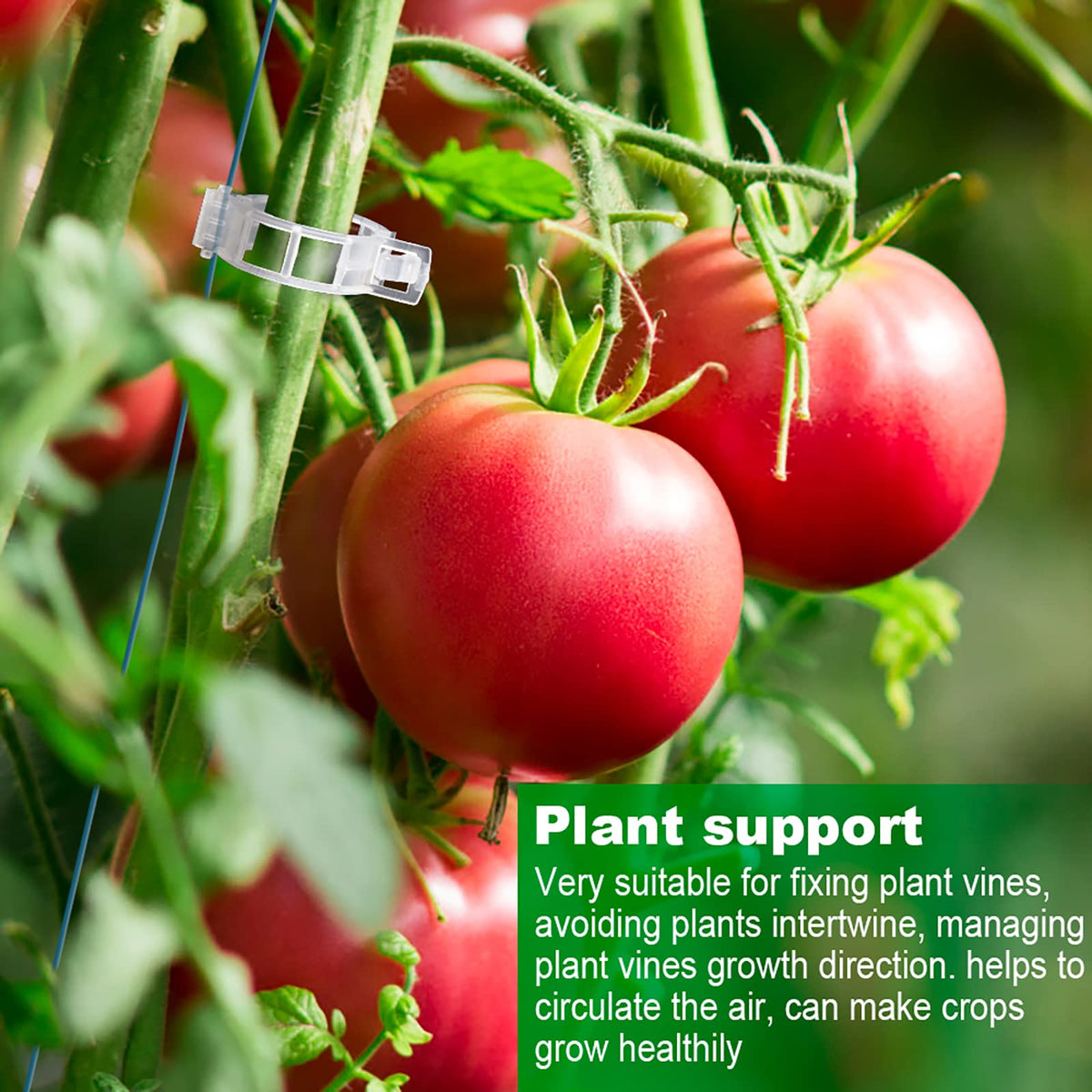 TEFITINA cucumber clip guides growth without harming vines.