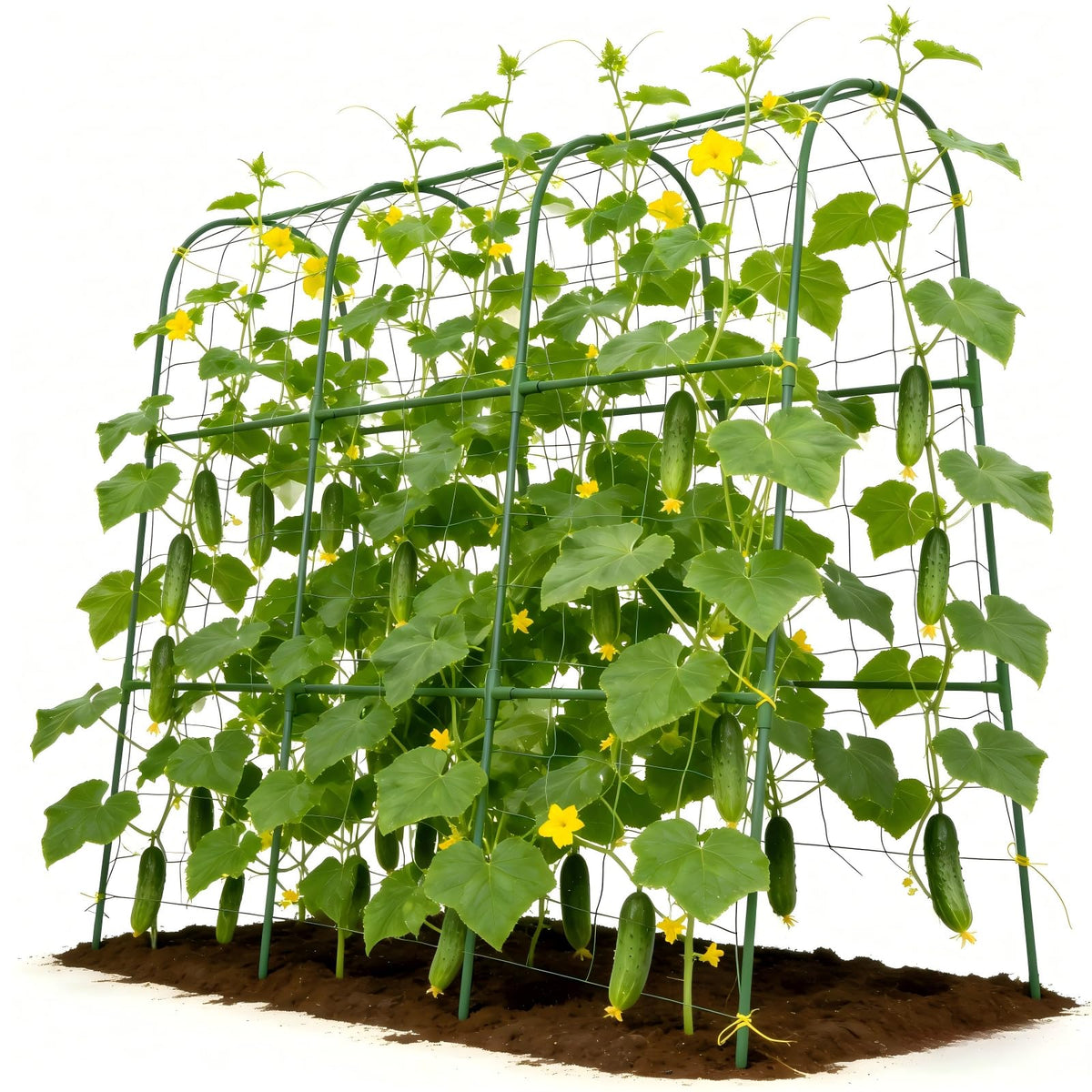 Tegarbed cucumber trellis assembly demonstrates a sturdy rust-resistant frame for climbing plants