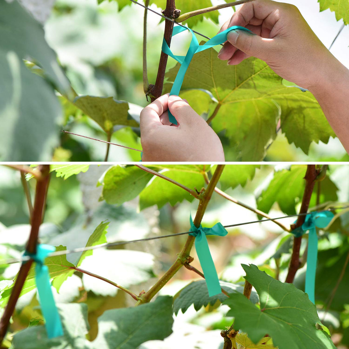 TELENT OUTDOORS plant tie securing a branch for stability