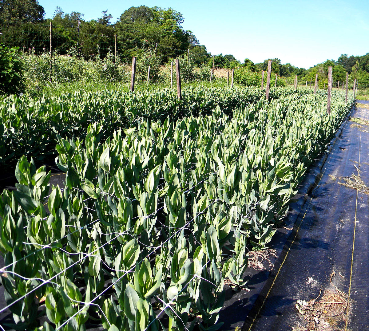 Garden row setup demonstrates organized growth and easy vine guiding