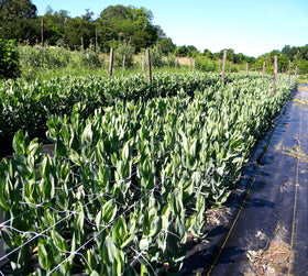 Garden row setup demonstrates organized growth and easy vine guiding