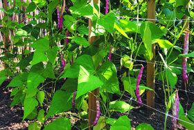 Long-lasting support for outdoor garden use