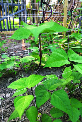 Vine training with precision across a wide grid