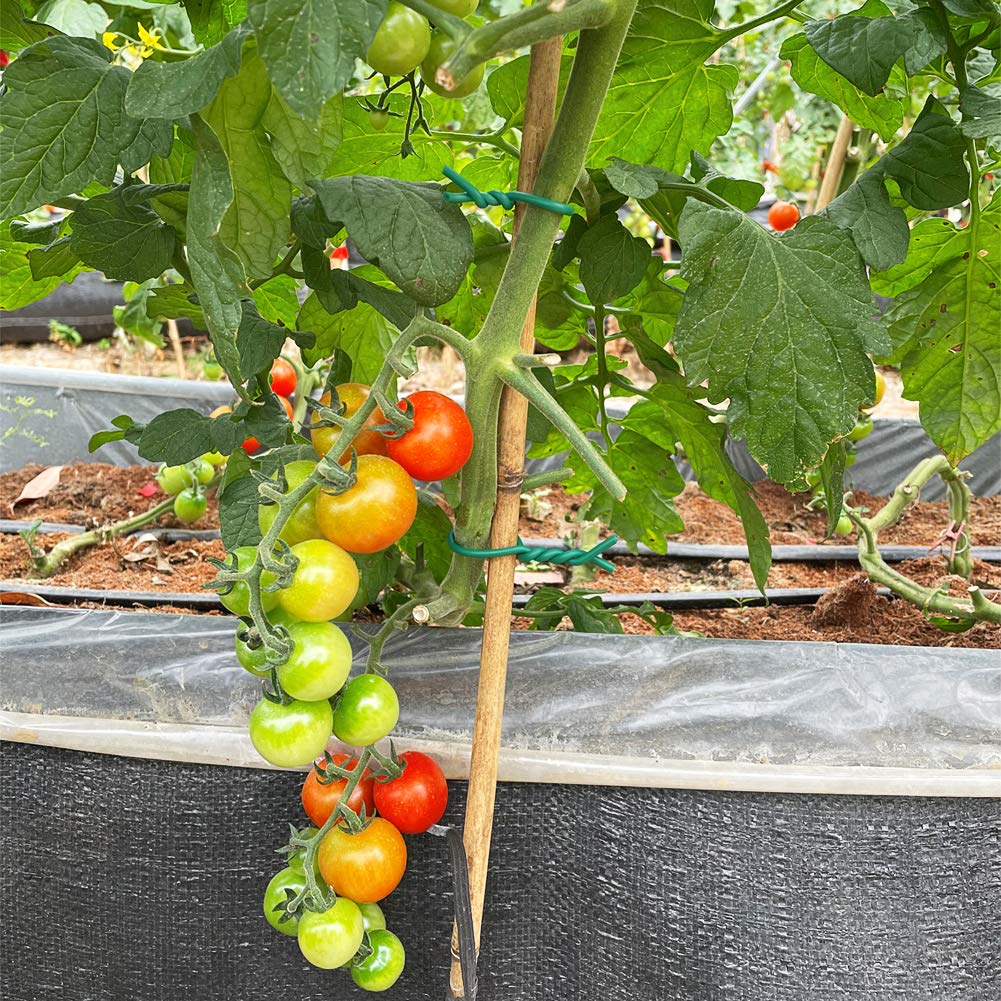 Tenn Well tomato ties stabilizing tomato vines on a stake