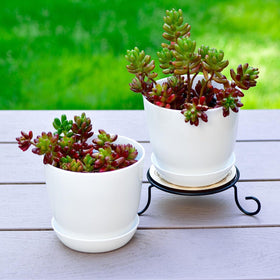 Tergy 4-inch pot with plant shows micro-plant setup