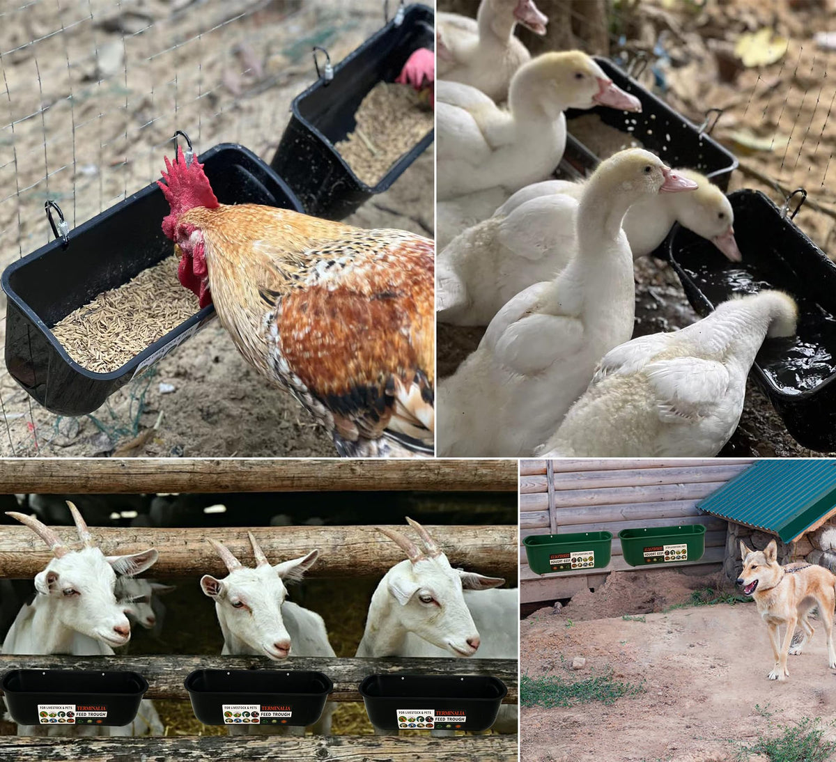 Terminalia no-spill poultry feeder keeps pens tidy and feeding protected.