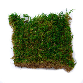 TerraGreen Creations succulent soil bioactive bag provides rich, balanced mix for healthy roots.