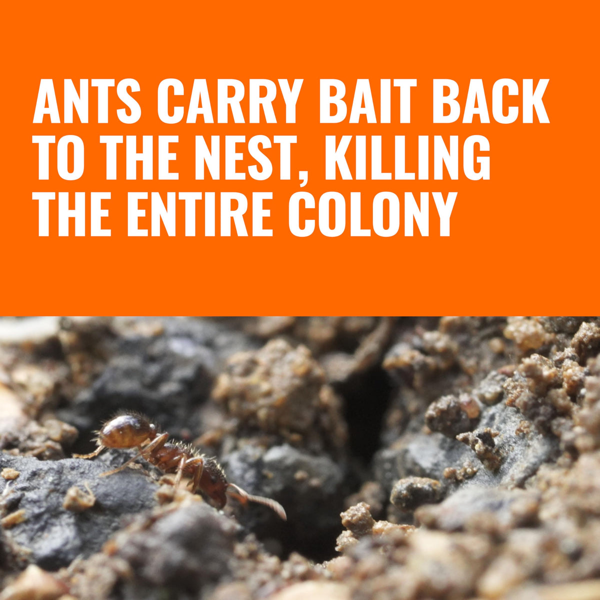 Ants of various species are attracted and eliminated by TERRO bait.