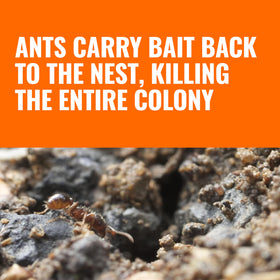 Ants of various species are attracted and eliminated by TERRO bait.