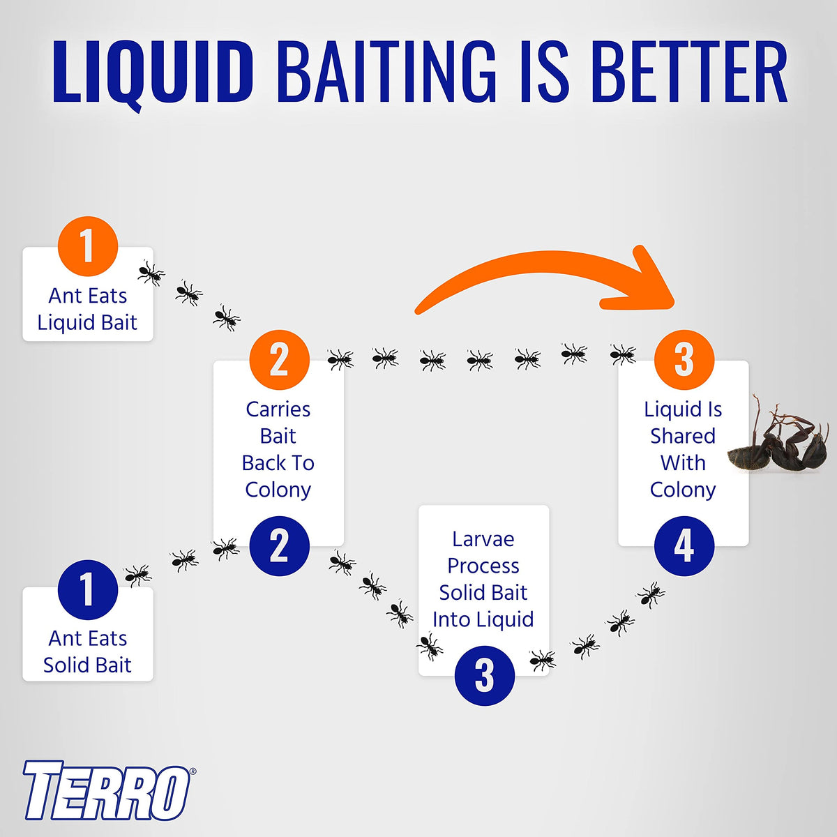 Terro bait drops on countertop to attract worker ants
