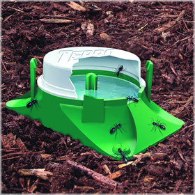 Evening yard scene with fewer ant visits after baiting