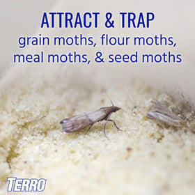 Terro Pantry Moth Traps pack contents showing two traps and lures