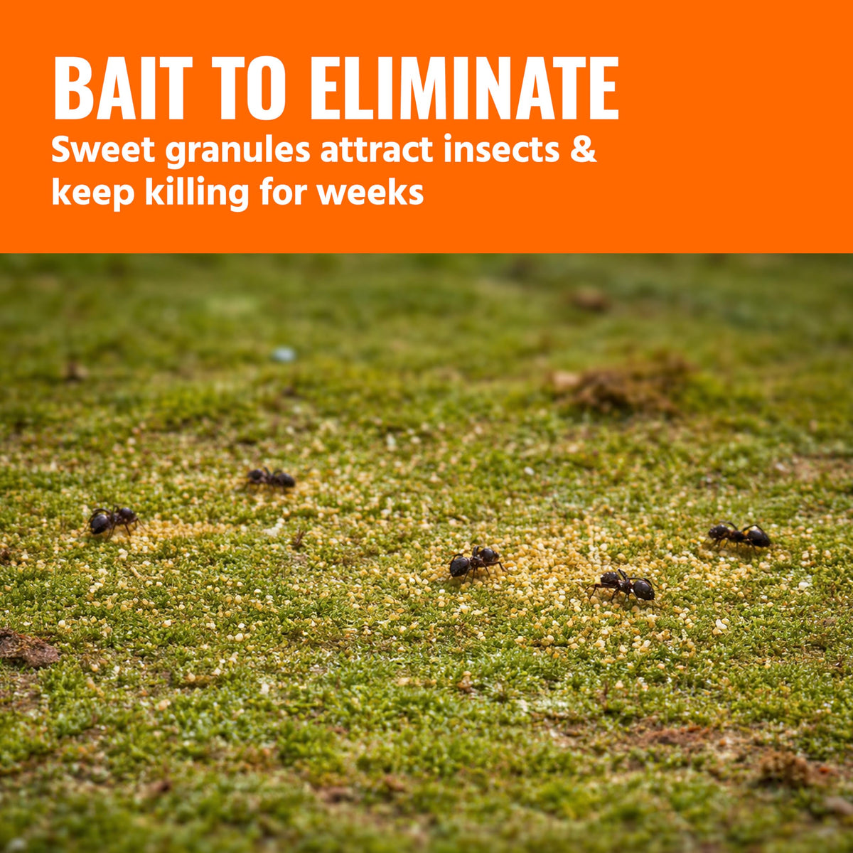 TERRO T2600 bait targets cockroaches, crickets and silverfish outdoors.