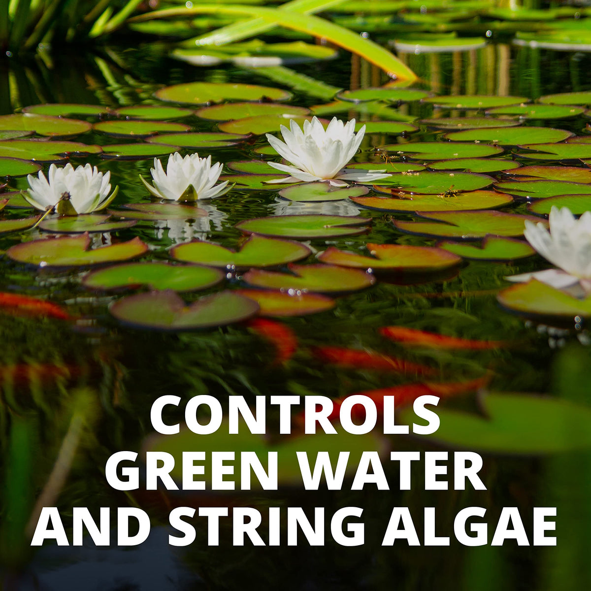 Applying AlgaeControl to a decorative fountain setup.