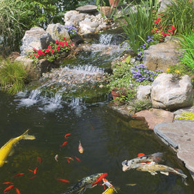 Tetra Pond Water Clarifier clumps-removal helps collect debris with a net or vacuum.