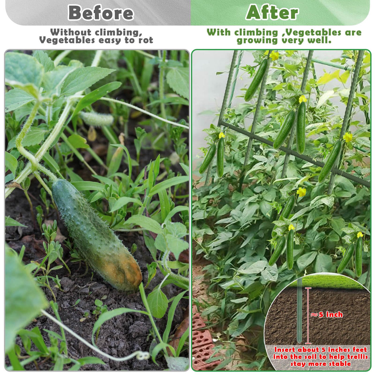 Tetutor trellis improves light access and healthier vine growth