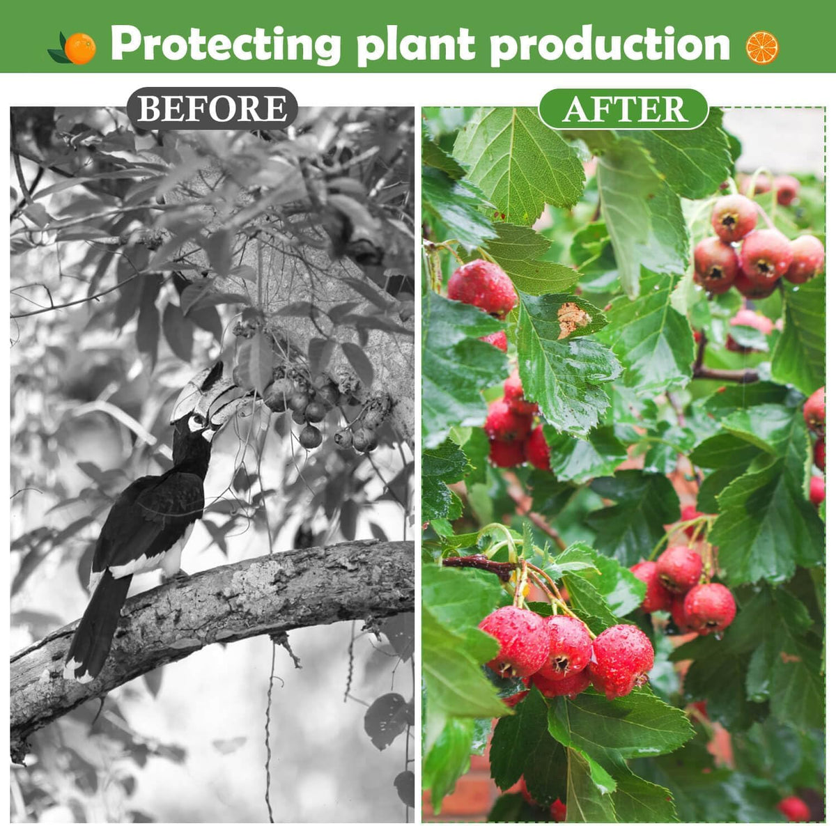 Tetutor protection for birds and pests illustration emphasizes seasonal garden defense.