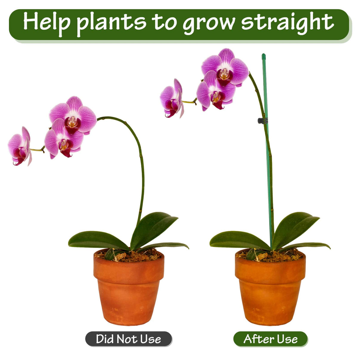 Tetutor orchid clips and ties secure stems for healthy vertical growth.