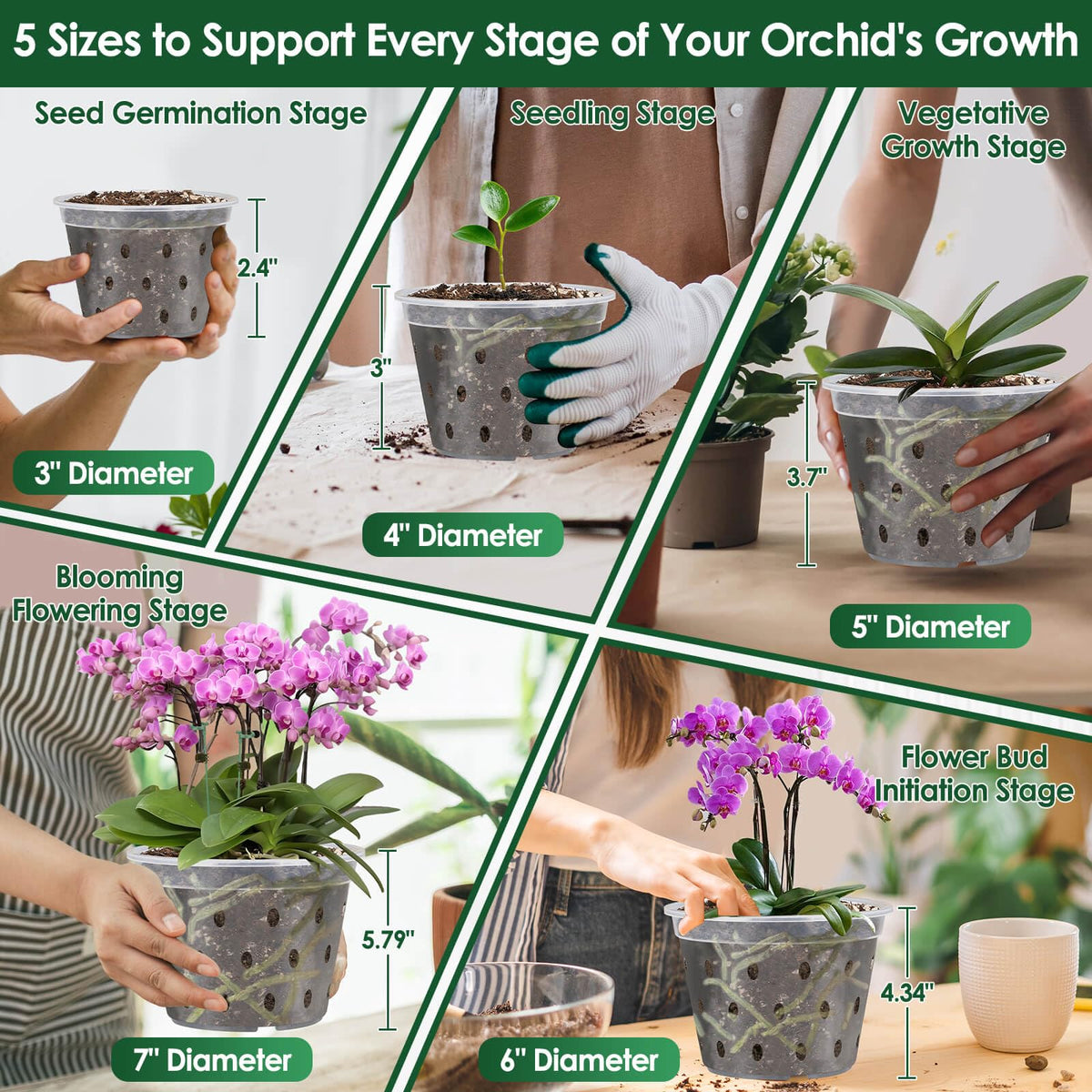 Tetutor orchid pot 6-inch, sturdy clear plastic supports healthy growth.