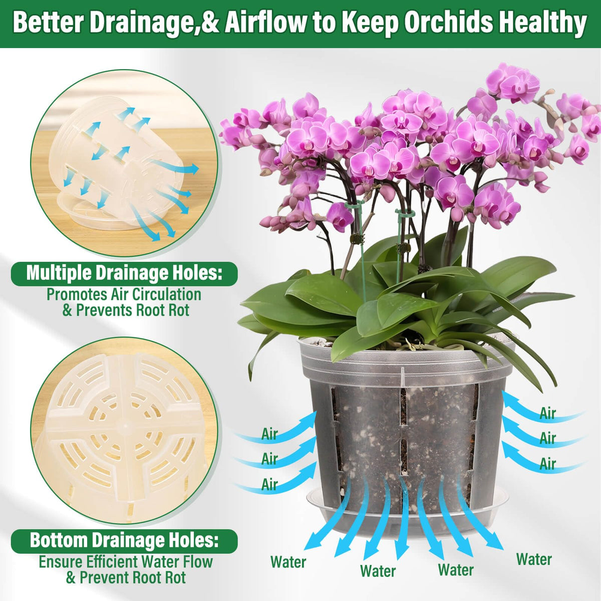 Tetutor orchid pot-stakes kit included for sturdy plant support.