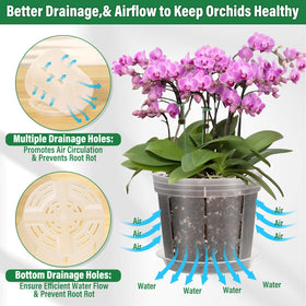 Tetutor orchid pot-stakes kit included for sturdy plant support.