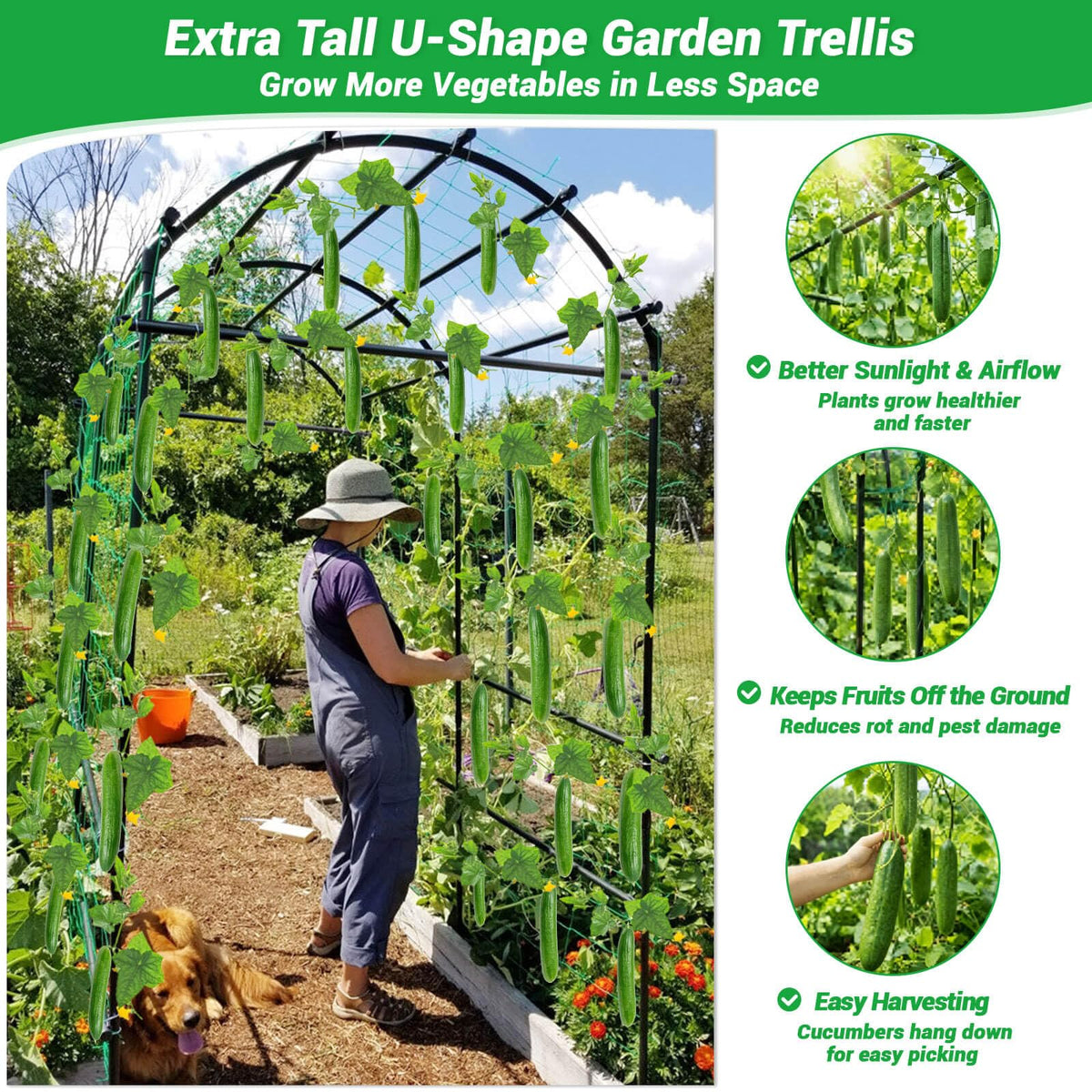 Tetutor U-frame design enhances airflow around climbing plants.