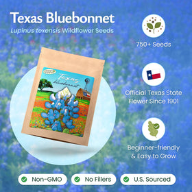 Texas bluebonnet seeds close-up showcases rich blue-violet color and seed quality for strong germination.