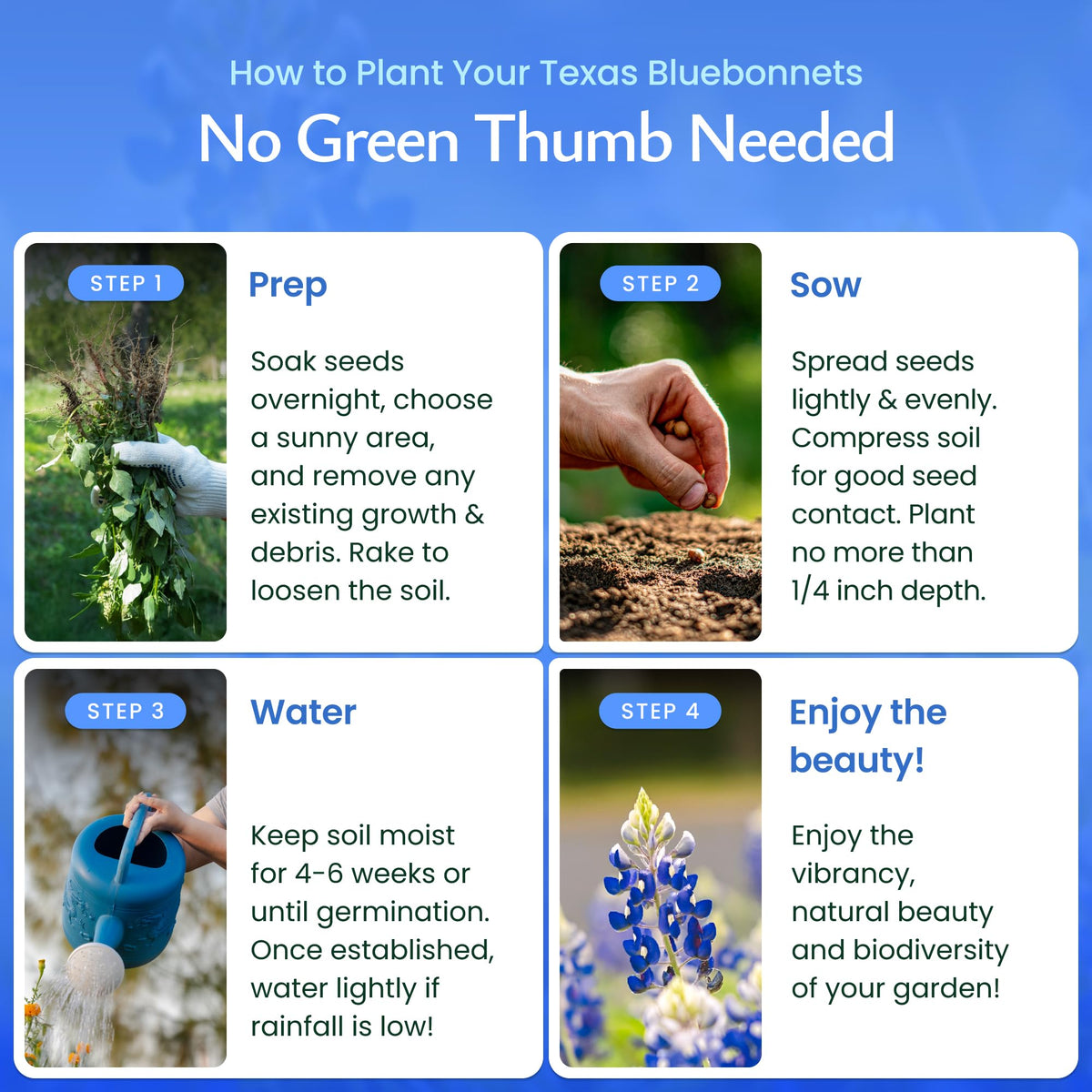Texas bluebonnet blooms in garden offer bright color and pollinator-friendly appeal.