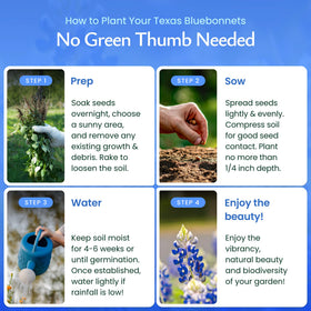 Texas bluebonnet blooms in garden offer bright color and pollinator-friendly appeal.