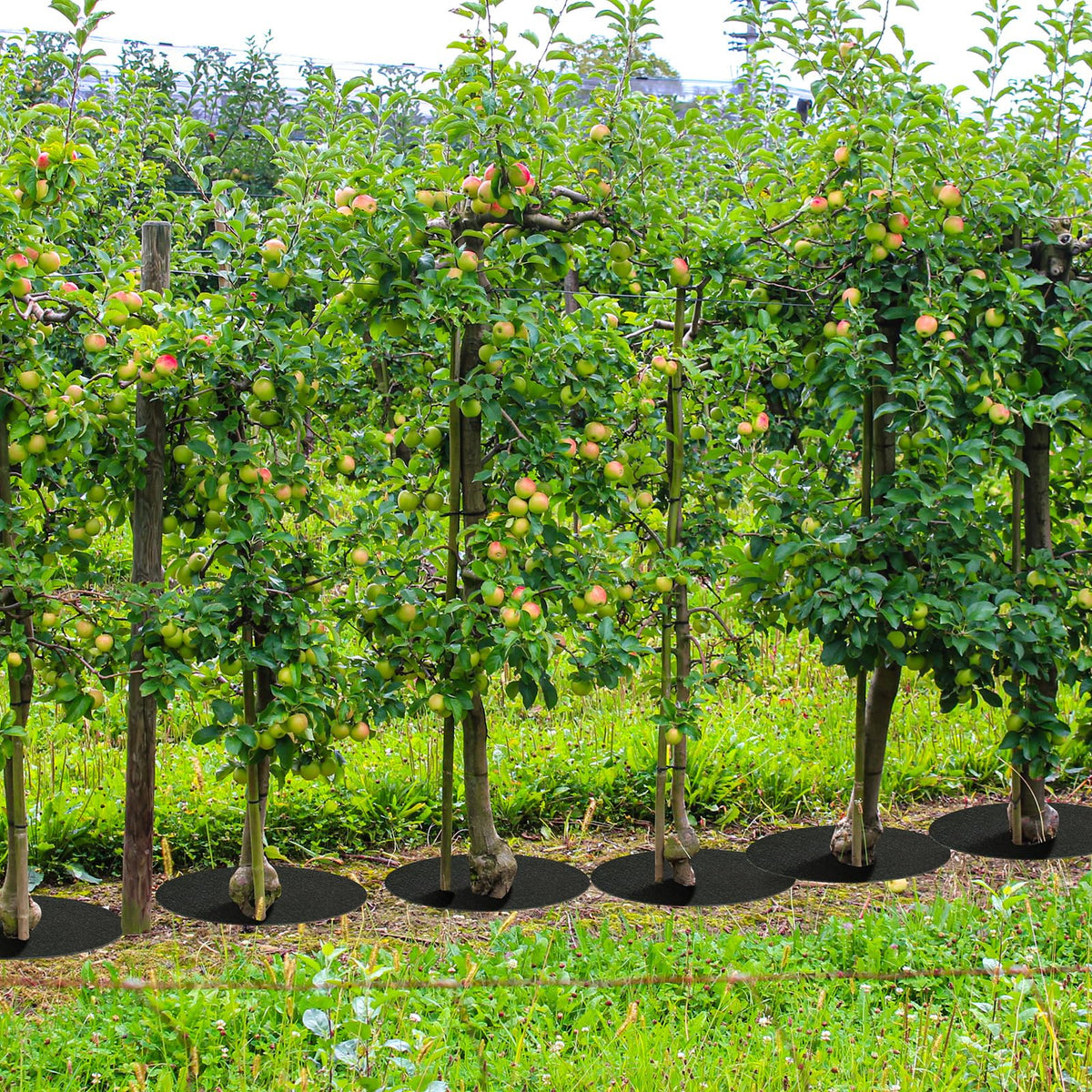 Tezhile outdoor venue decor shows mulch rings enhancing outdoor spaces