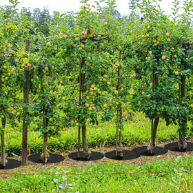 Tezhile outdoor venue decor shows mulch rings enhancing outdoor spaces