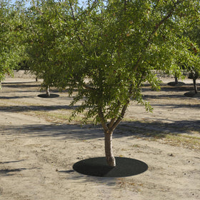 Tezhile weed-protection barrier image shows weed suppression near tree bases