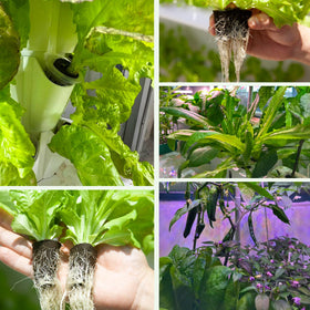 TEZKOLES sponge pods suit herbs, vegetables, flowers, and floral arrangements.
