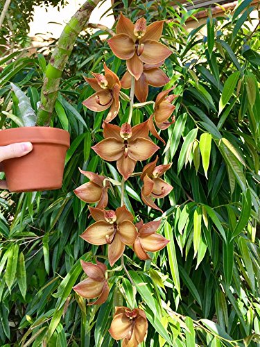 Applying Tezula MSU Orchid Fertilizer to orchids for bloom potential