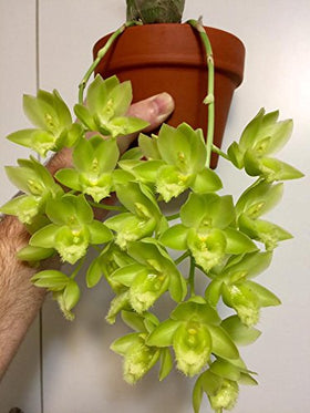 Calcium and magnesium in Tezula MSU Orchid Fertilizer 13-3-15 for mineral balance