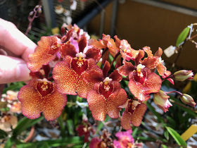 Powder dissolving in water for quick feeding with Tezula MSU Orchid Fertilizer