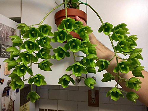 Ideal use of Tezula MSU Orchid Fertilizer for tropical plants