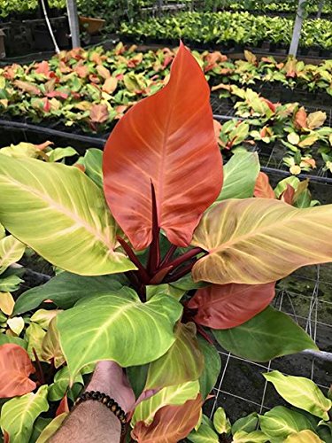 Resealable package of Tezula MSU Orchid Fertilizer keeps potency fresh